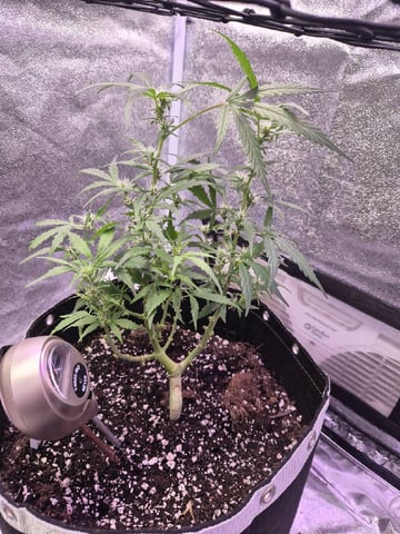 I'll get it right — flower, day 63