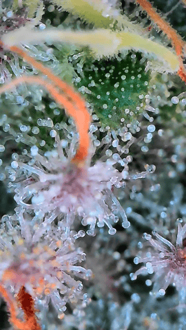 Starfighter/Ohio Guptilla Hybrid — flower, day 37