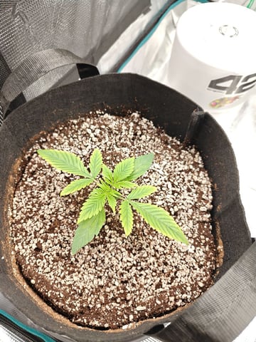 Best Autoflowers 