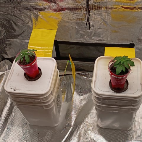 TentPlantLightFan — vegetative, day 20