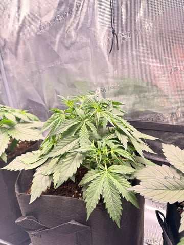 First grow — vegetative, day 15