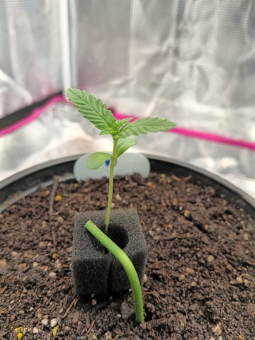 OG KUSH — germination, day 7