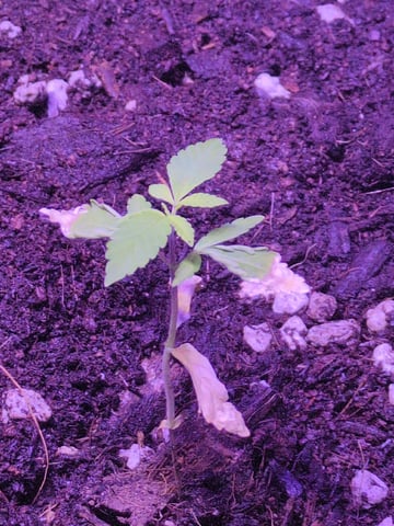 Audrey III — vegetative, day 26