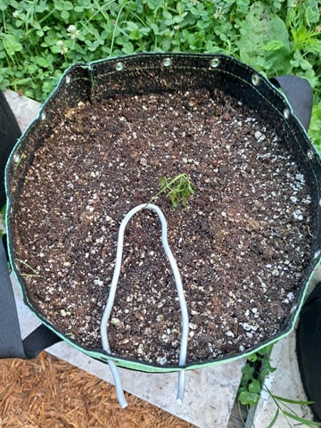 Bucket List Grow #2 — vegetative, day 33