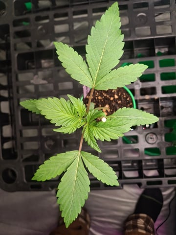 Rainbow Unicorn  — seedling_rooting, day 22