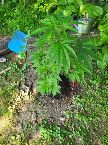 Bread — vegetative, day 1