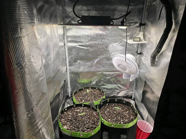  1 Blue Zushi x Venom & 1 Jack Here x Strawberry Cookies OG — seedling_rooting, day 8