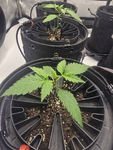 2nd Grow Lemon Cherry Cookies — vegetative, day 17