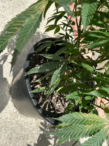 unknown hybrid possibility  — flower, day 1