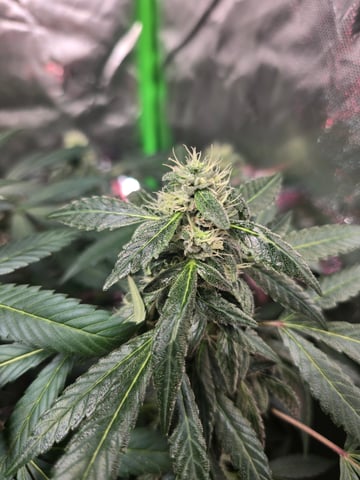 NUMERO UNO — flower, day 15