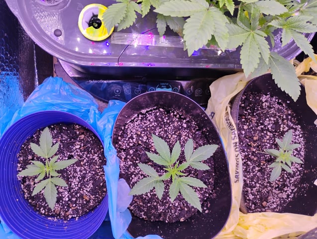 OGGodoe — vegetative, day 1