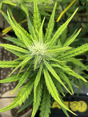 3x3 Grow — flower, day 18