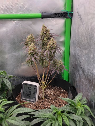 My Second Indoor — vegetative, day 90