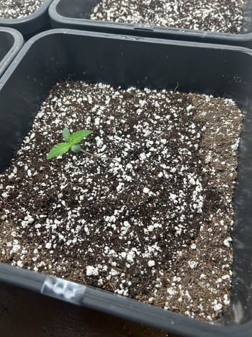 Northern Lights Auto x 4 — seedling_rooting, day 1