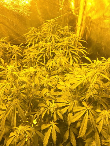 Autos AGAIN — flower, day 64