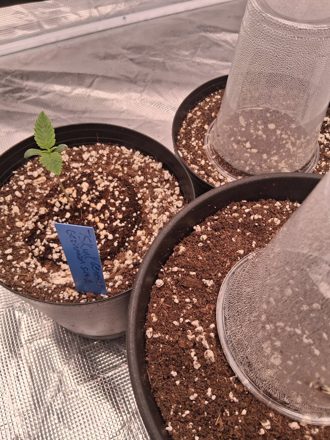 Planet Berry 7skunksgenetics 