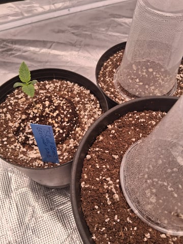 Planet Berry 7skunksgenetics 