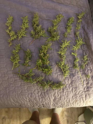 pineapple Express  — none, day 43