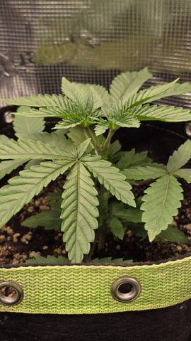 Blueberry Swirl — vegetative, day 18