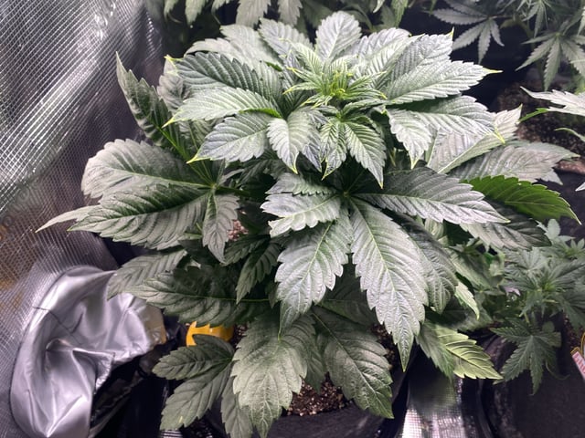 Auto Run #1 2025-2026 — flower, day 53