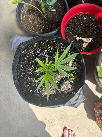 Poison Rainbows — vegetative, day 92