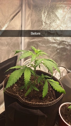 Grow 2