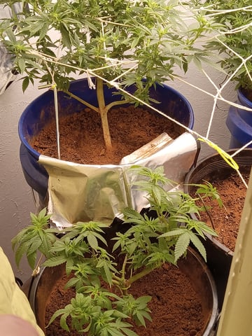 closet grow for veg with a.c infinity air intake fan .With no carbon filter just suction,and spider farmer sf 7000.Then a spider farmer sf tent 4×4×6.5with a G1500 l.e.d from spiderfarmer and spider farmer 6inch clip oscalating fan. — flower, day 36