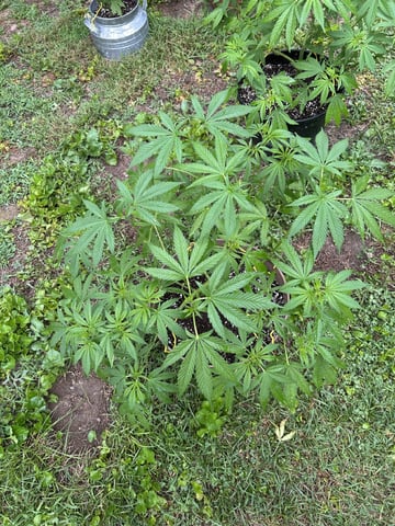 2026 Outdoor — vegetative, day 64