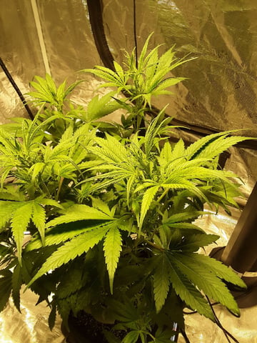 Gorilla Cookies Auto — vegetative, day 47