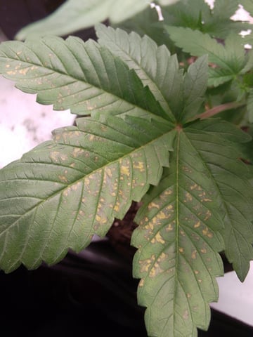 blue dream bag seed — vegetative, day 8