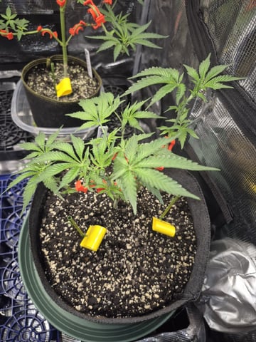 Grow 1 2026 Gelato Rainbow Sherbert  — vegetative, day 40