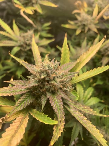 Blackberry Moonrocks (First Grow) — flower, day 54