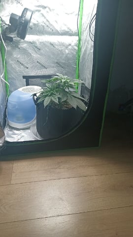 Critical Purple Kush — vegetative, day 50