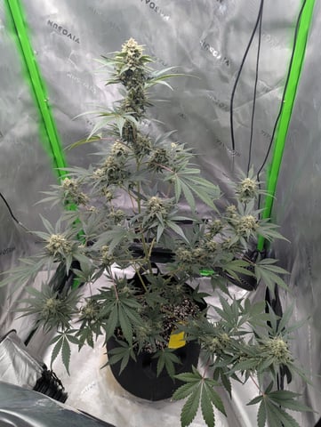 First Grow — flower, day 63