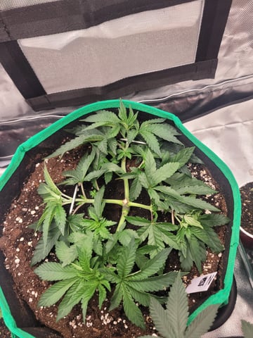 herbies free seed — vegetative, day 27