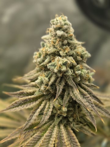 Skunk #1 — flower, day 144