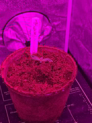 1st Ever Grow — seedling_rooting, day 12