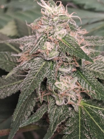 S&D  First Grow — flower, day 83
