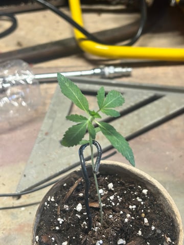First ever grow — seedling_rooting, day 20