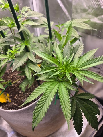 Looking for advice! — vegetative, day 38