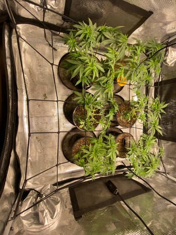 Solfire Gardens Grow