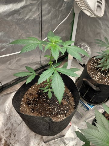Growing  A New One — flower, day 43