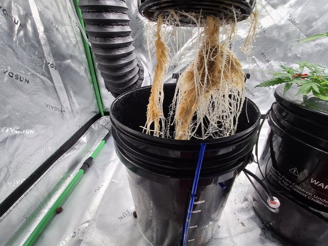 STELLA — vegetative, day 59