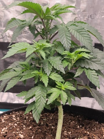 Grow #2 — vegetative, day 1