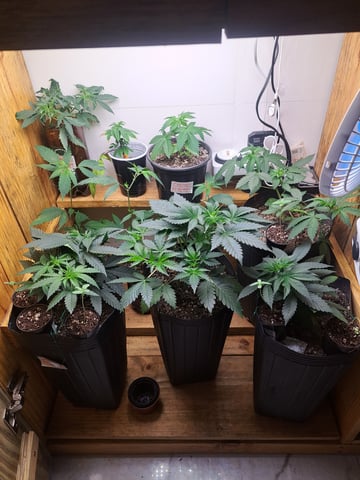 Yeti's Perpetual — vegetative, day 31