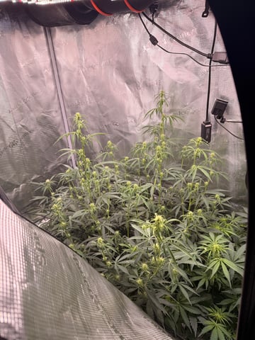 First grow — auto, day 34