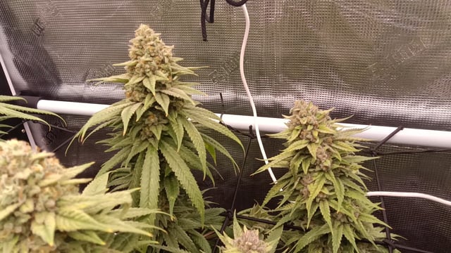 Starfighter/Ohio Guptilla Hybrid — flower, day 41