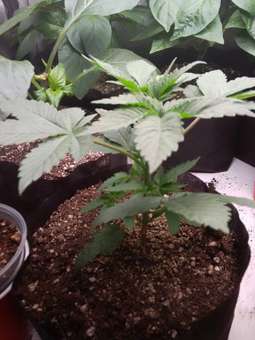 blue dream bag seed — vegetative, day 4