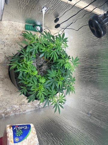 Gelly Mama and Sugar Tree — flower, day 162