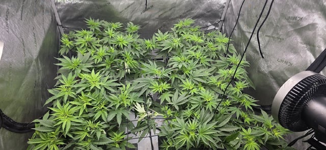 Lime Rian. — flower, day 46